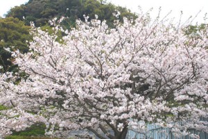 桜、桜、お花見